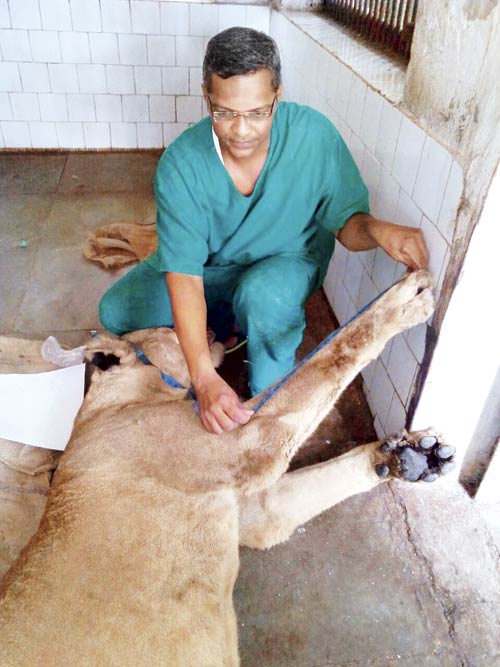 Shobha, the lioness being prepared for skinning by Dr Santosh Gaikwad