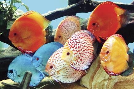 Fish exhibition in Kandivali begins today