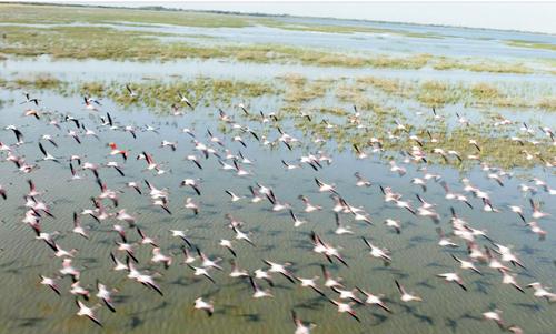 Flamingos flock to the Rann in thousands