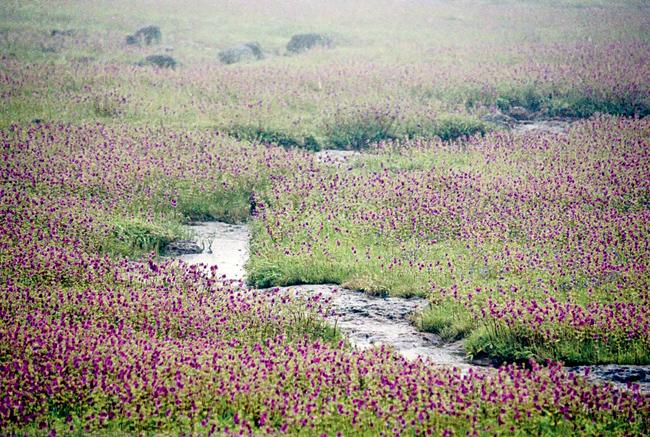 The ideal time to visit the Kaas Plateau is until early October 