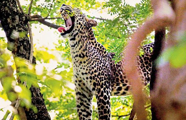 Mumbai: Trio arrested for killing leopard