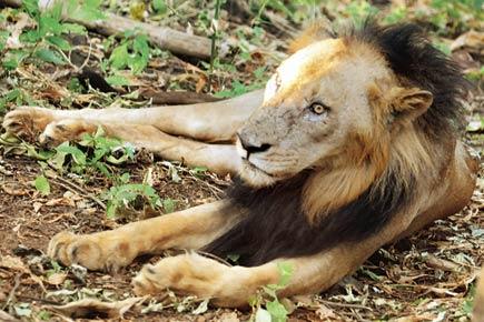 Mumbai: SGNP lions stare at a bleak future after Shobha's death