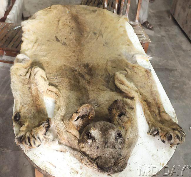 Shobha’s remains are being worked upon at taxidermist Dr Santosh Gaikwad’s workshop in the SGNP