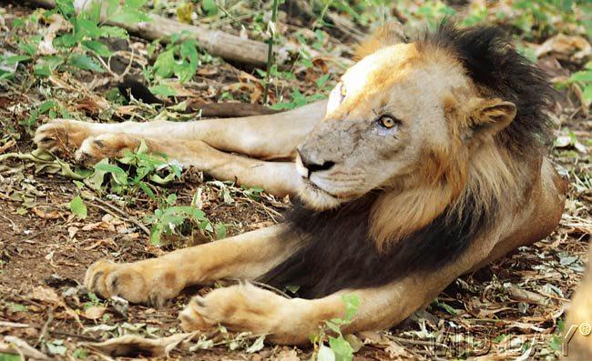 10-year-old Ravindra is one of the three surviving lions at the Borivli national park. Pics/Nimesh Dave
