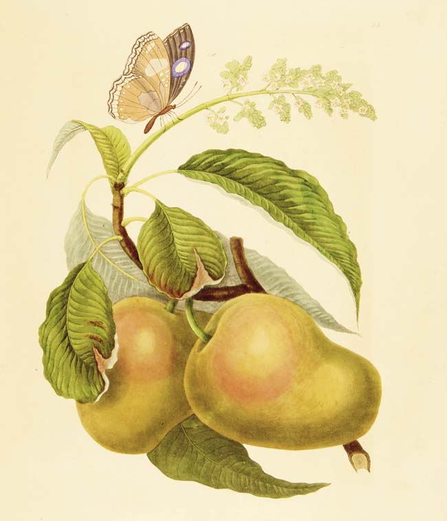 Mumbai’s own mango! Mazgaon mango of Bombay; 1834