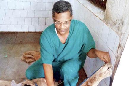 Meet the Mumbai veterinarian who preserves dead animals and birds