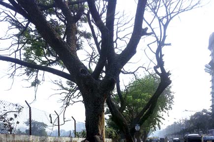 Mumbai: 25 rain trees in Andheri on the verge of death