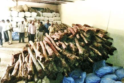 On the trail of red sanders smuggling in India