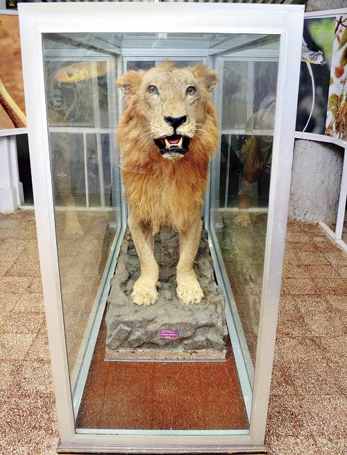 A lion restored to its former ferocious self. Pics/Abhishek Rane