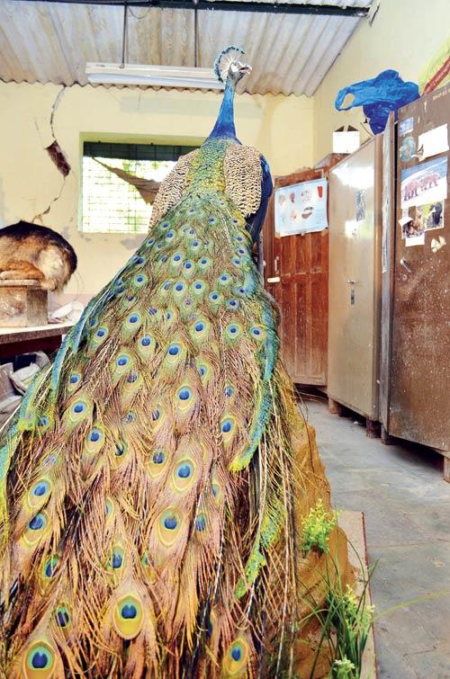 Another Raj Bhavan peacock has been restored