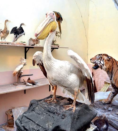 Rare birds have been preserved at SGNP Taxidermy Centre