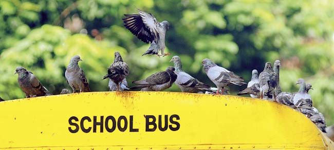 We would have been suspended from the sky, this school bus with pigeons on top seems to say
