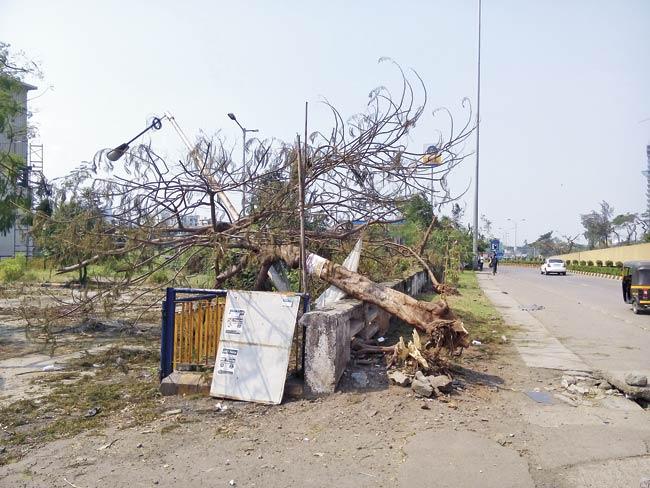 Most of the trees that were uprooted lay on the Thane-Belapur Road, between Airoli and Koparkhairane