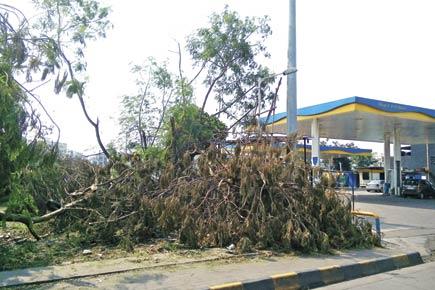 Navi Mumbai: After thunderstorms, NMMC plans to plant over 100 trees