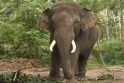 Blind elephant banned from parading in festival in Ernakulam