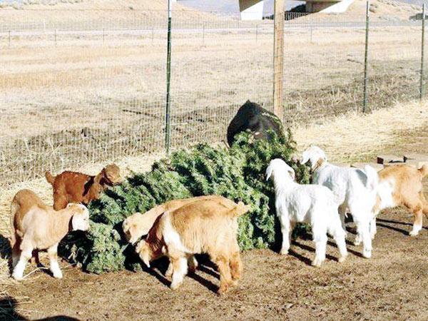 A herd of goats eat a discarded Christmas tree. Pic/AP