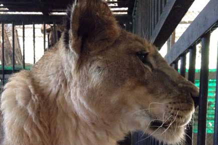 Jummy, the last lioness of Byculla Zoo, dies in Mumbai