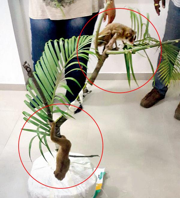 Two of the four Slender Loris (circled) rescued by the Thane Crime Branch 