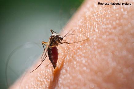 Here's why a mosquito bites you and no one else