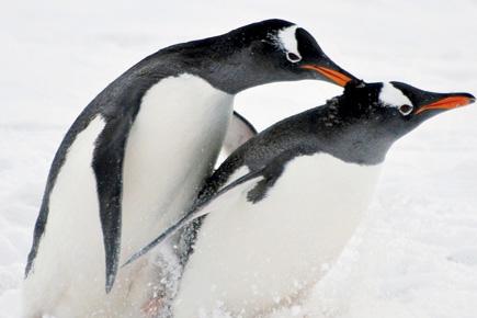 Explorer censors secret sex life of pervert penguins from public report 