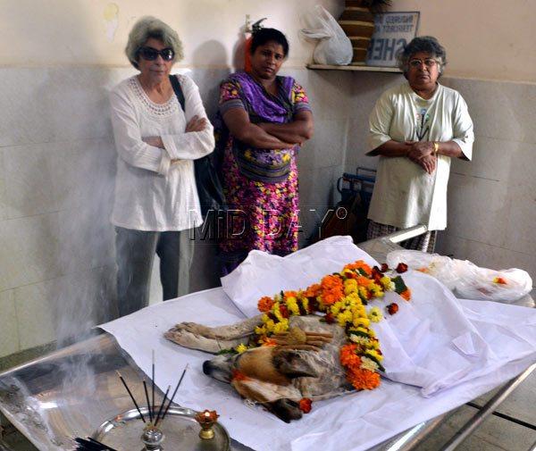 Sheru, stray dog injured during Mumbai terror attacks passes away. All pics/Datta Kumbhar