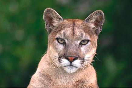 'Horrified' woman finds puma in kitchen while cooking breakfast