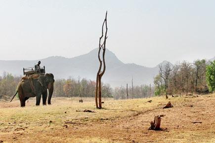 Wild encounters in Satpura Tiger Reserve