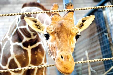 Danish zoo sparks outrage by killing healthy giraffe