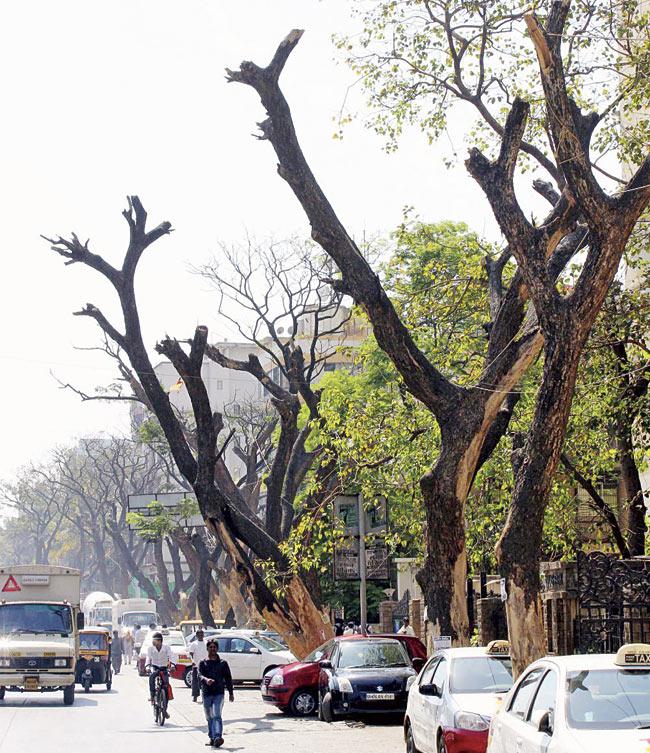 Dying Rain trees that line Link Road in Malad (West). Pic/Amit Jadhav