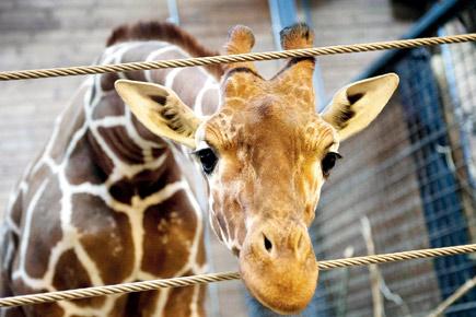 Danish Zoo staff get death threats after giraffe killing