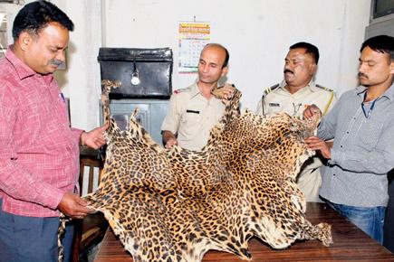 2 held with leopard skin worth Rs 8 lakh