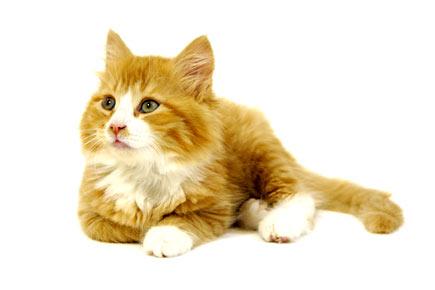 Cats can see things that are invisible to us: Study