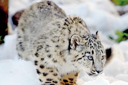 Snow Leopard spotting in Leh