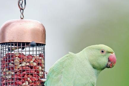 Pet detective: Parrot helps  UP police nab murder suspect