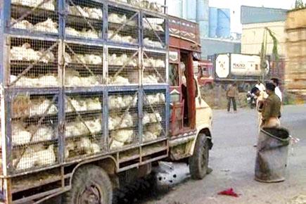 Killer highway: Chicken truck kills 3, injures one on  Mumbai-Pune Expressway