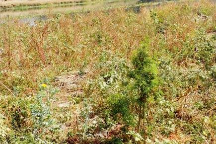DOPE FARMING: Marijuana farm busted at govt land in Pune