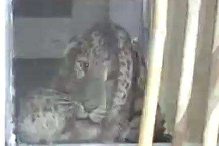 Leopard enters Meerut hospital, attacks people