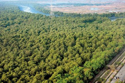 BMC fights for mangroves