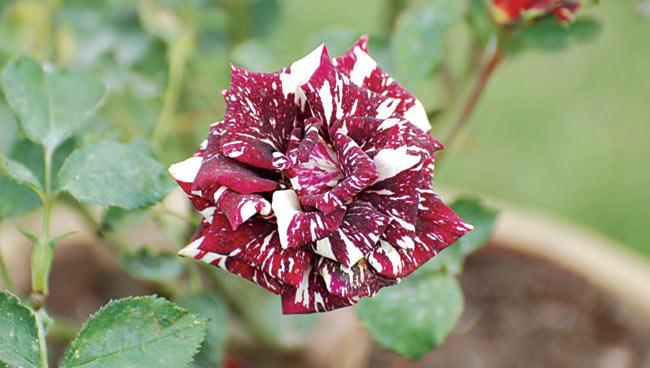 Abracadabra, a beautiful striped variety which has a habit of changing colours, deep red streaked with white and sometimes yellow 