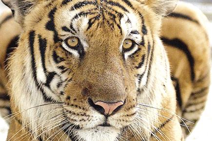 Maharashtra govt approves sixth tiger reserve in state
