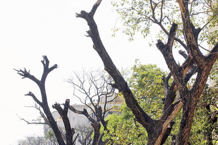 Why are trees dying in Mumbai? MNC manager finds out