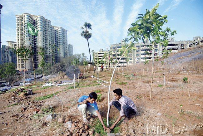 Trees being planted at Chandivli Hill. The BMC’s Hill Restoration Project also aims to stop human encroachment and slums on the hills. Pic/Sameer Markande
