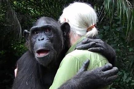 Chimpanzee's emotional farewell to caretakers