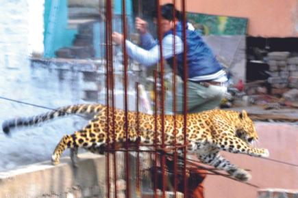 Meerut on alert as leopard on the loose injures many