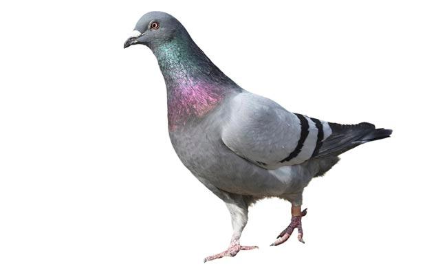Hatke news: UK man suggests putting pigeons on contraceptives to get rid of bird problem
