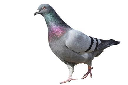 UK man suggests putting pigeons on contraceptives to get rid of bird problem