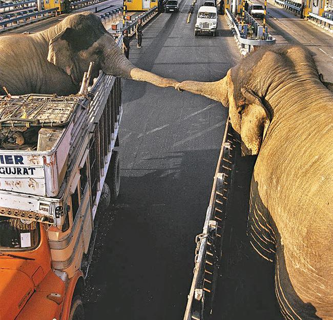 Distance couldn’t keep them apart; two elephants bonding while on different trucks