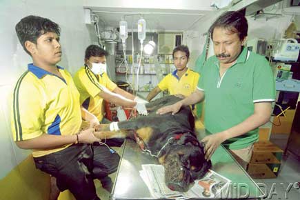 Corporator's dog waits for blood donors