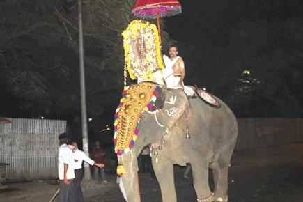 Forest department to get mahout's licence cancelled