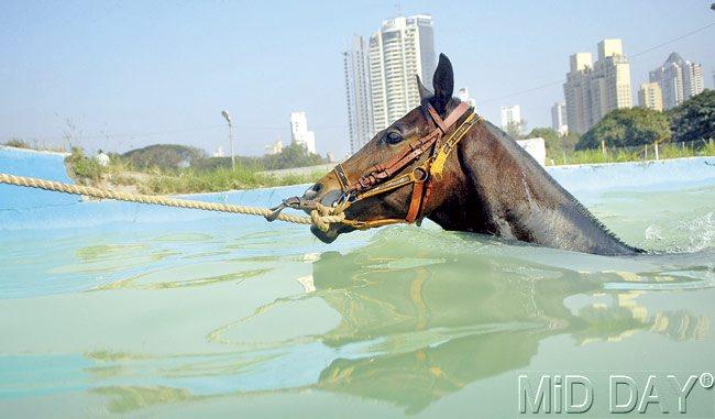In the swimming pool. Horses are natural swimmers